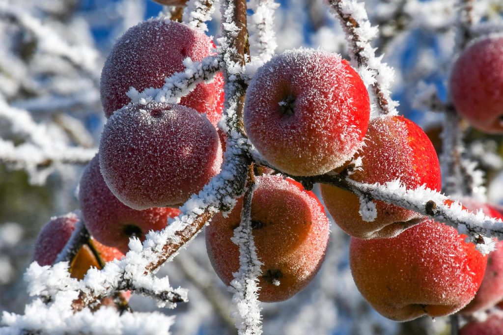 Cultivos de invierno, ¿cómo mantener tu huerto activo durante el frío?