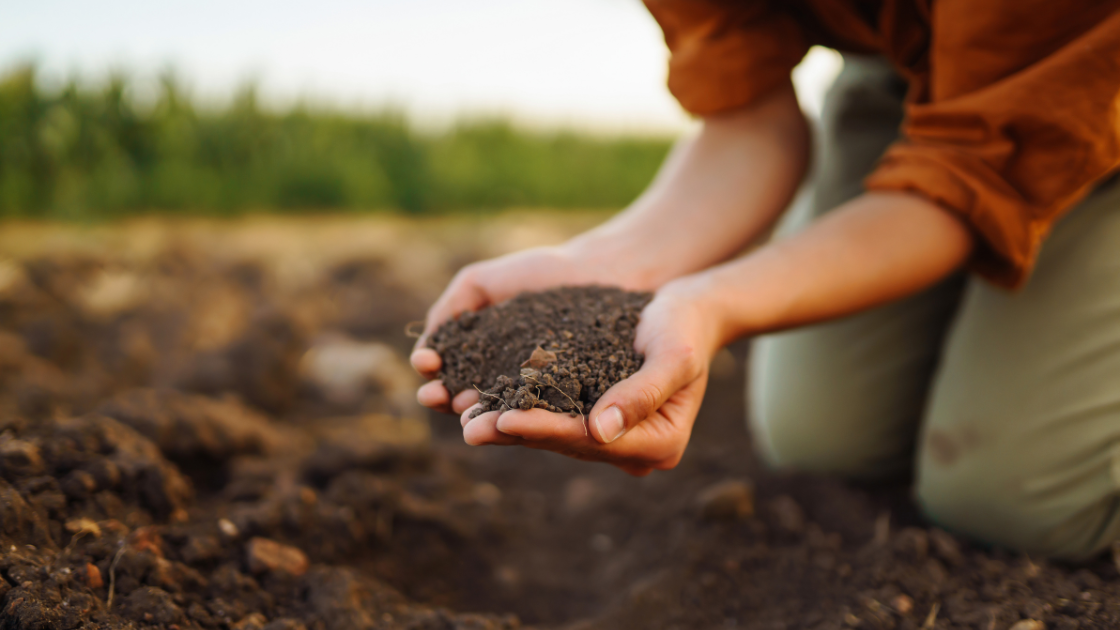 Diferencia Entre Abono Y Fertilizante: Guía Esencial Para Una Nutrición ...