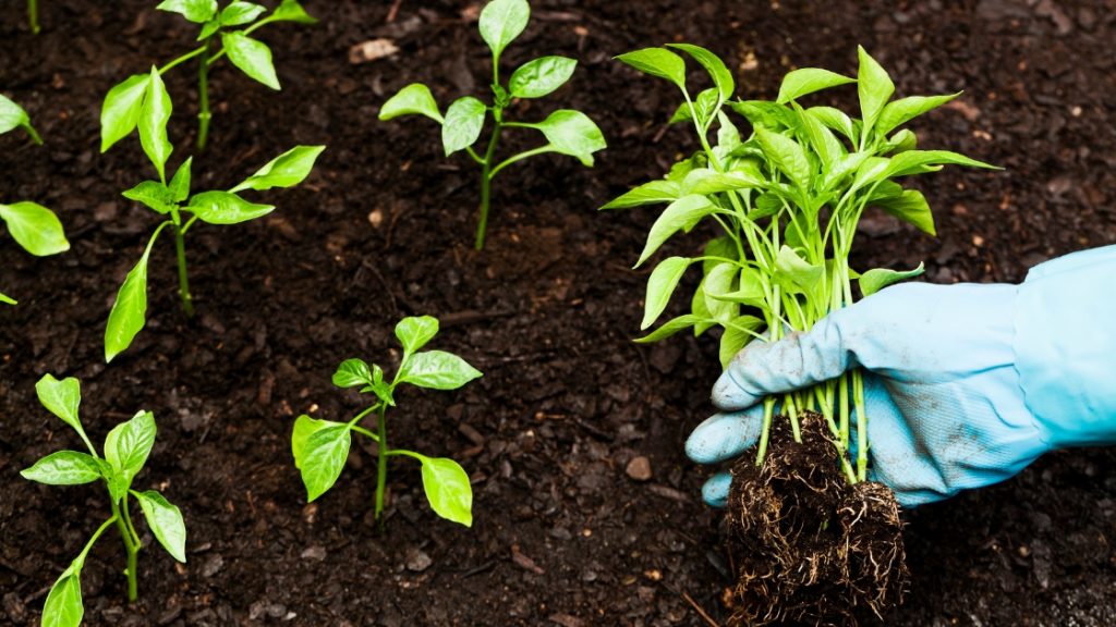 biotecnologia en la agricultura